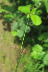 Eleocharis kamtschatica