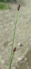 Eleocharis kamtschatica