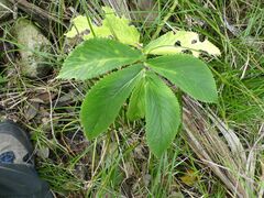 Elatostema