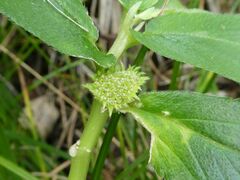 Elatostema