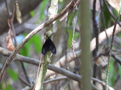 Gynautocera rubriscutellata