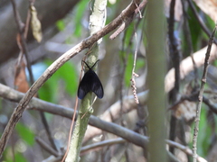 Gynautocera rubriscutellata