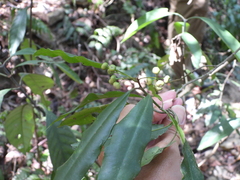 Ardisia quinquegona
