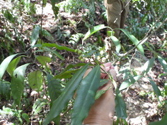 Ardisia quinquegona