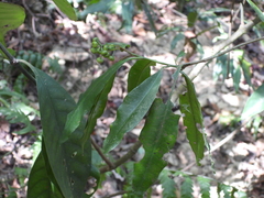 Ardisia quinquegona
