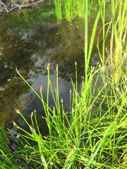 Eleocharis ussuriensis