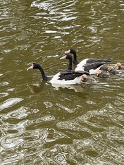Anseranas semipalmata