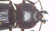 Aphileus mulkanus