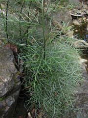 Asplenium novae-caledoniae