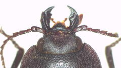 Aphileus mulkanus