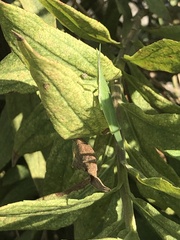 Atractomorpha sinensis