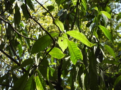 Saurauia tristyla