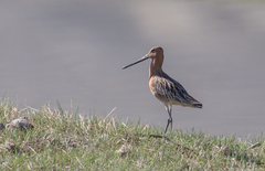 Limnodromus semipalmatus