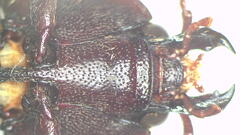 Aphileus mulkanus
