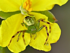 Australomisidia pilula