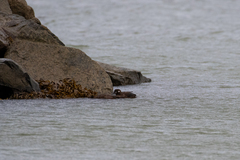 Histrionicus histrionicus