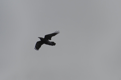 Corvus corax