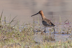 Limnodromus semipalmatus