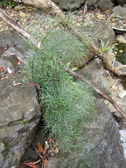 Asplenium novae-caledoniae