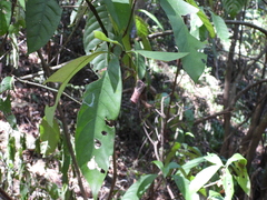 Attelabidae