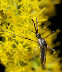 Toxorhynchites rutilus