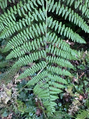 Athyrium filix-femina