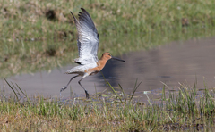 Limnodromus semipalmatus