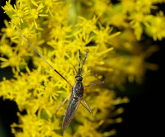 Toxorhynchites rutilus