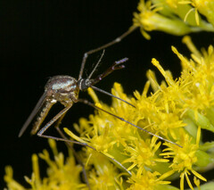 Toxorhynchites rutilus