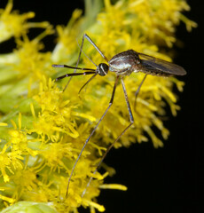 Toxorhynchites rutilus