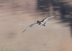 Limnodromus semipalmatus