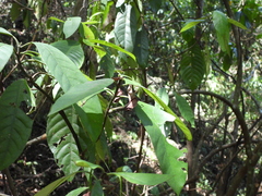 Attelabidae
