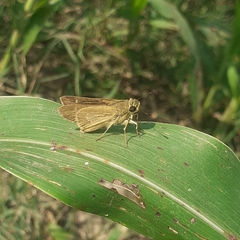Hesperiidae