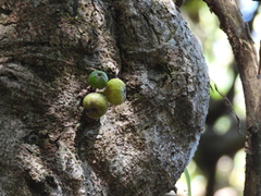 Ficus benguetensis