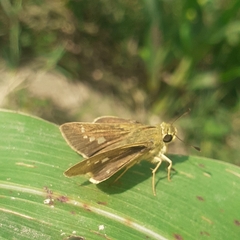 Hesperiidae
