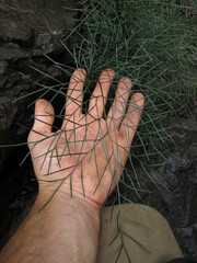 Asplenium novae-caledoniae