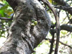 Ficus benguetensis