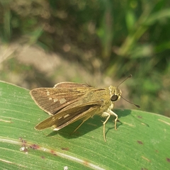Hesperiidae
