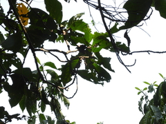 Ficus benguetensis
