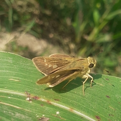 Hesperiidae