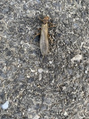 Plecoptera
