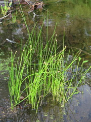 Eleocharis ussuriensis