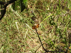Neurothemis taiwanensis