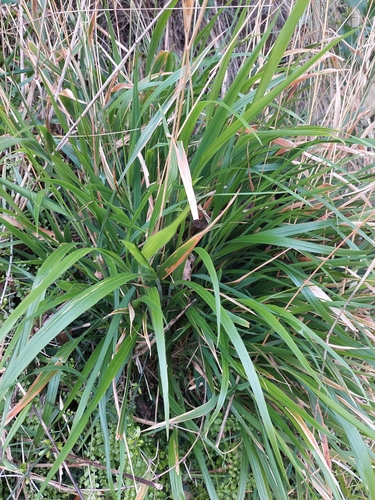Brachypodium sylvaticum iNat (1)