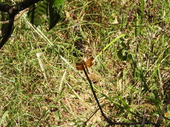 Neurothemis taiwanensis