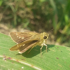 Hesperiidae