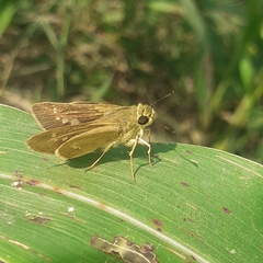 Hesperiidae
