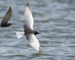 Chlidonias leucopterus