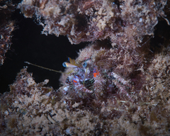 Dardanus sanguinocarpus