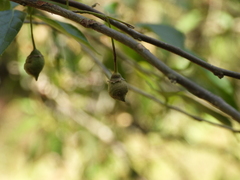 Styrax formosanus